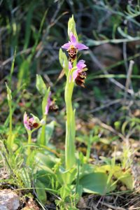 Ophrys heldreichii ssp heldreichii