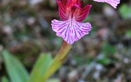 Orchis paplionacea ssp. alibertis