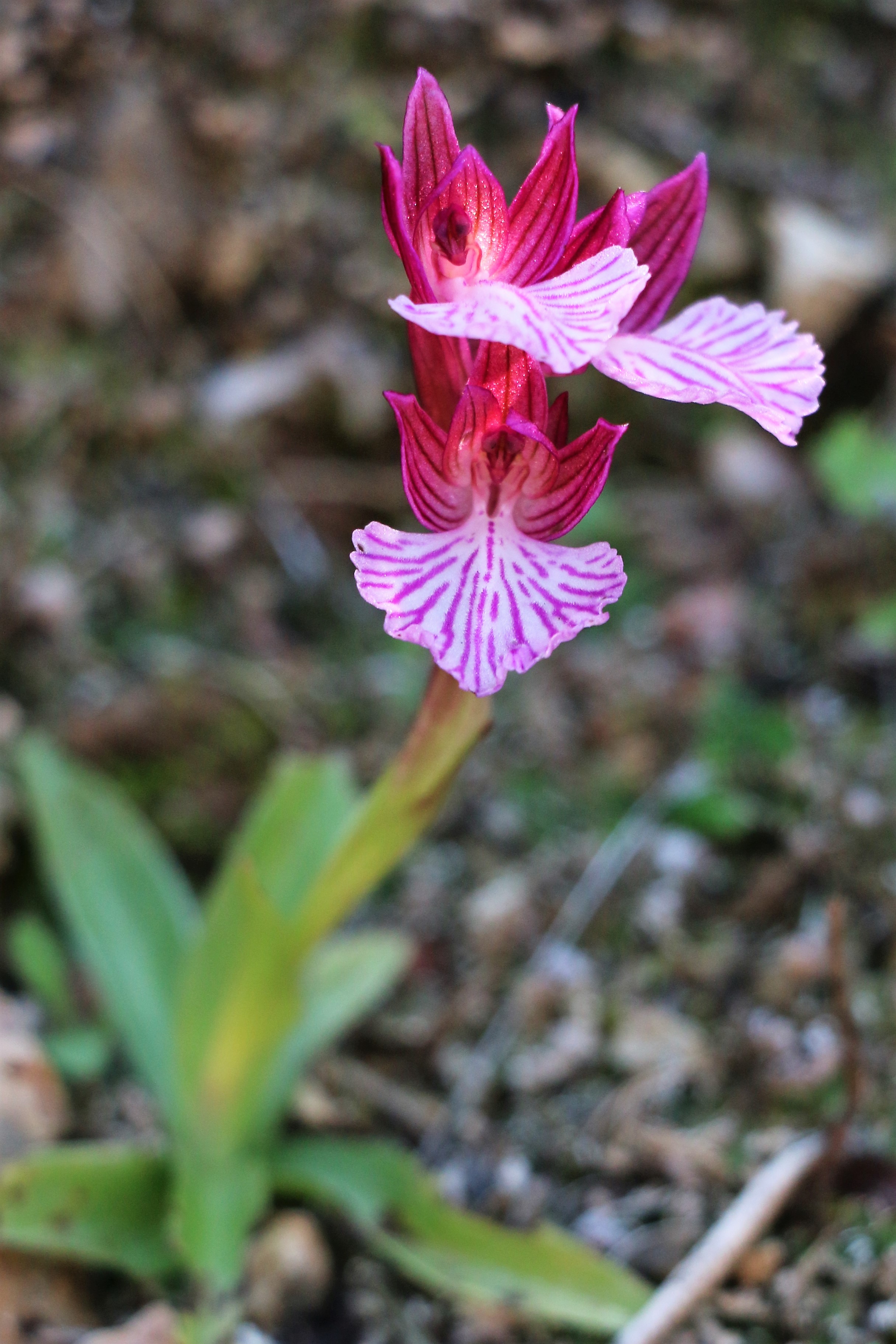 Orchis paplionacea ssp. alibertis