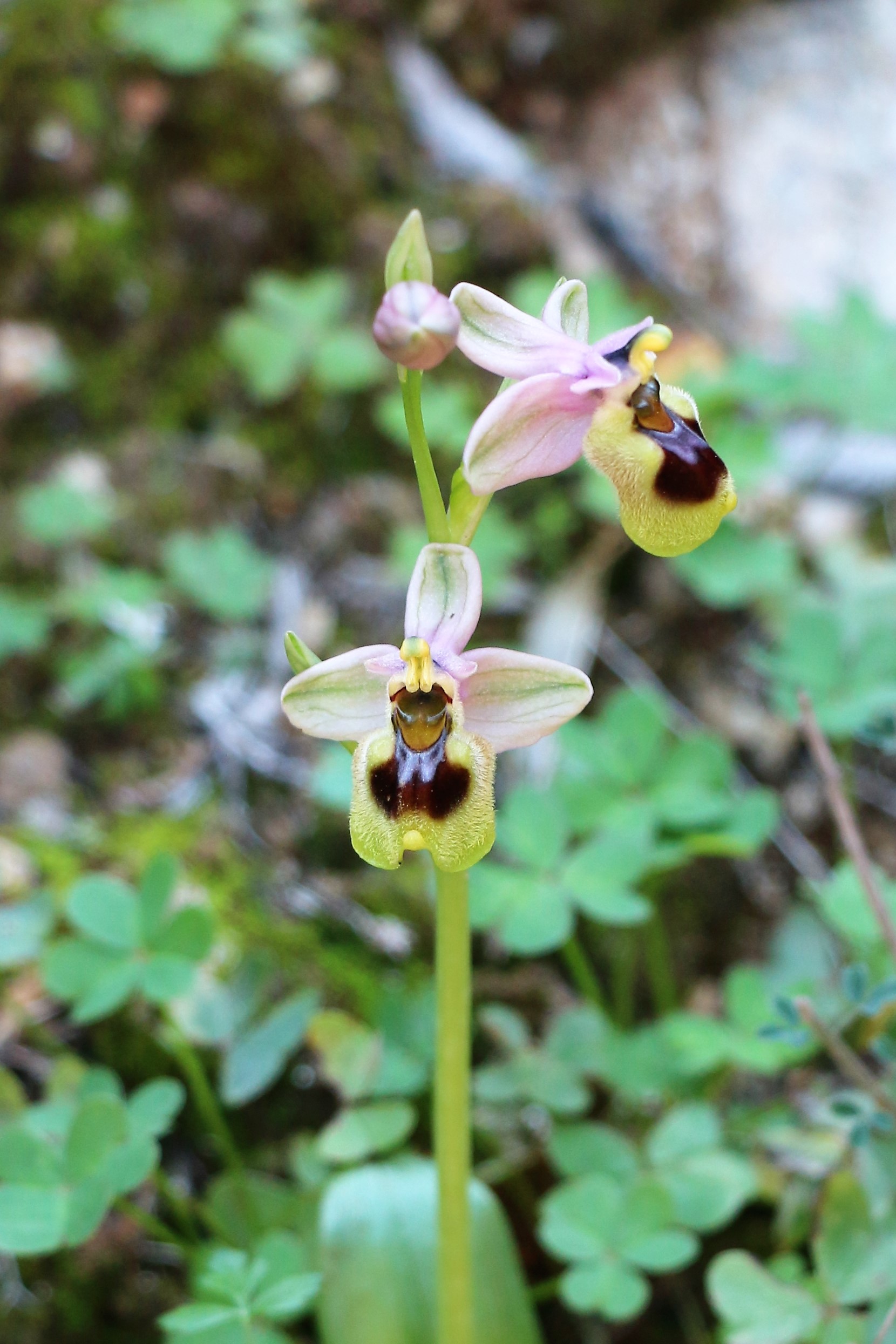 Ophrys tenthredinifera ssp dimidiata
