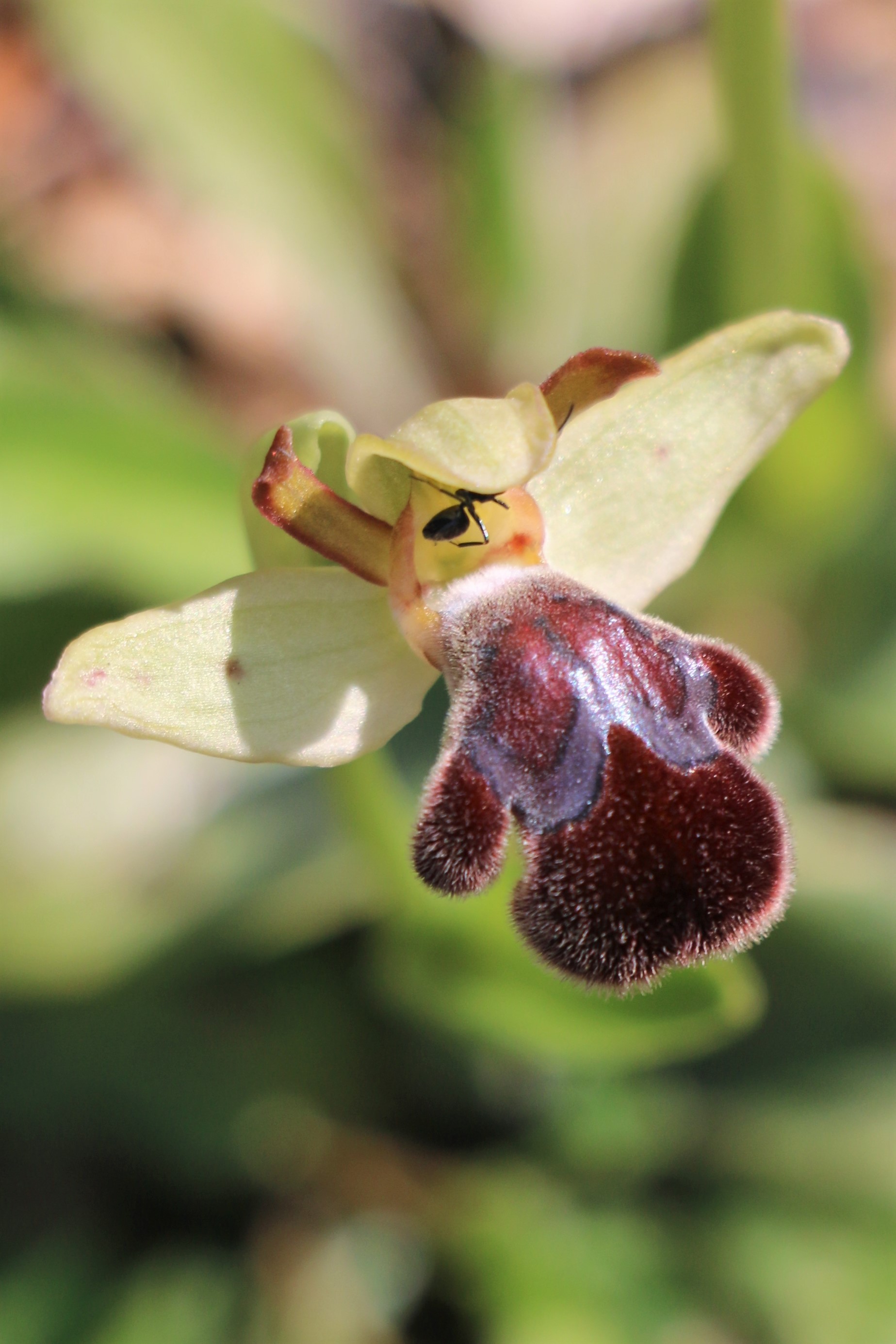 Ophrys omegaifera ssp. sitiaca