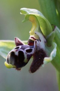 Ophrys umbilicata ssp. rhodia