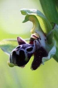 Ophrys umbilicata ssp. rhodia