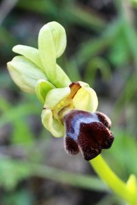 Ophrys omegaifera ssp. sitiaca