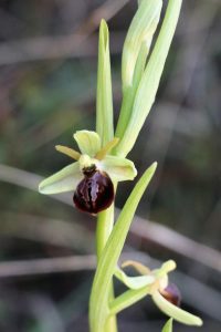 Ophrys sphegodes ssp cretensis
