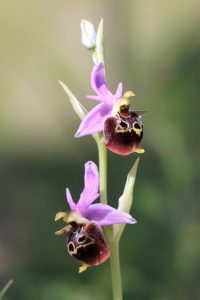 Ophrys heldreichii ssp calysus