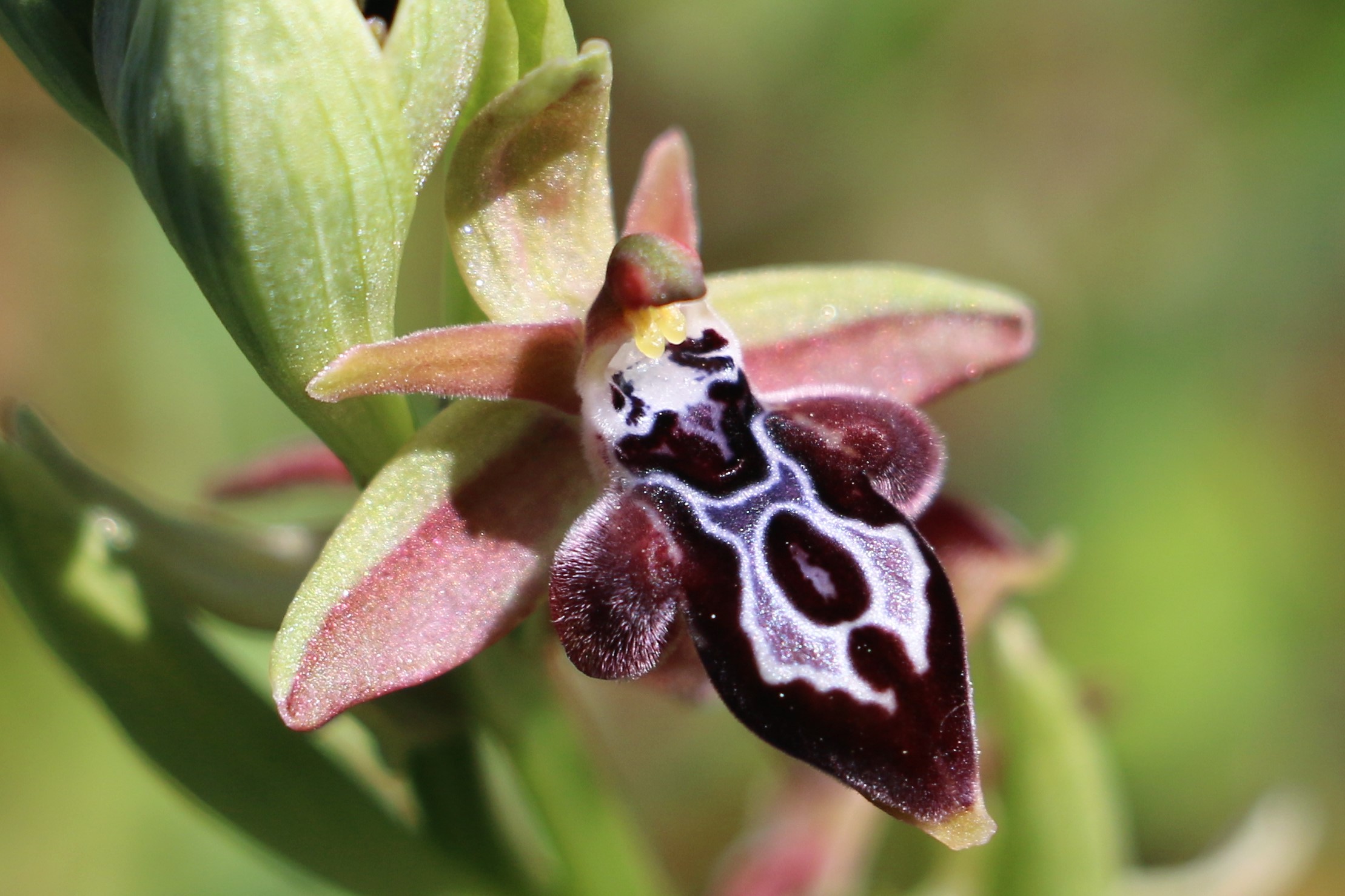 Ophrys cretica ssp. bicornuta