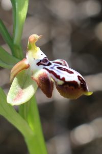 Ophrys cretica ssp cretica