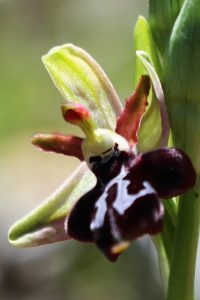 Ophrys cretica ssp. ariadne