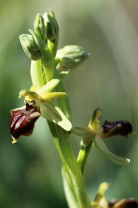Ophrys gortynia