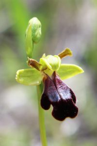 Ophrys blitopertha