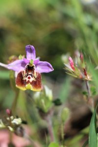 Ophrys candica ssp. candica