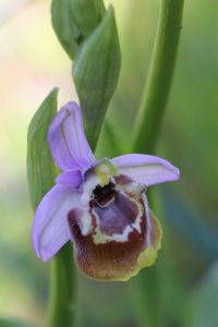 Ophrys candica ssp. candica