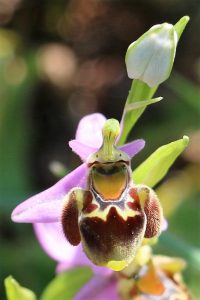 Ophrys heldreichii ssp. polyxo