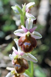 Ophrys fusca ssp. lucis