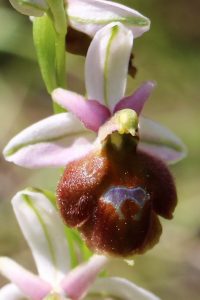 Ophrys fusca ssp. lucis