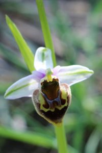 Ophrys holoserica ssp. halia