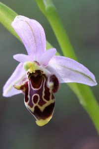Ophrys heldreichii ssp. polyxo
