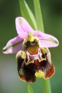 Ophrys holoserica ssp. halia