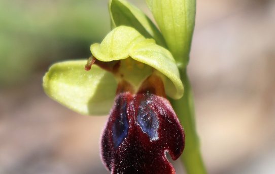 Ophrys fusca ssp. eptapigiensis