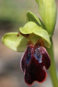 Ophrys fusca ssp. eptapigiensis