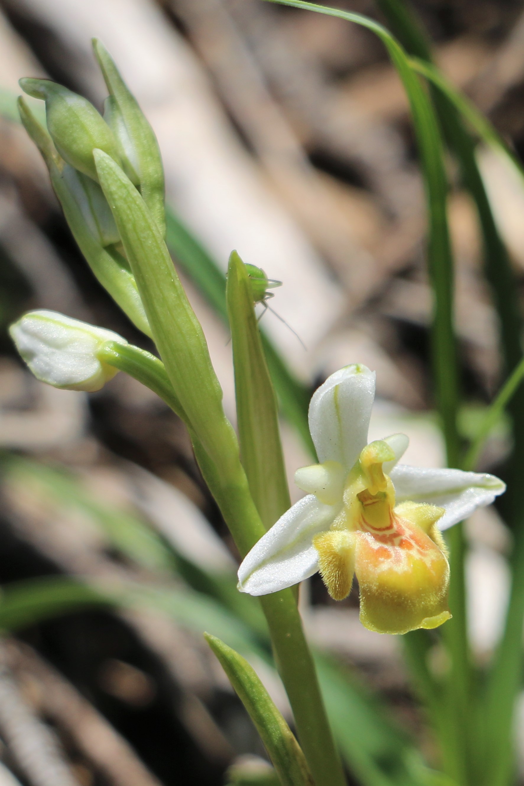 Ophrys polyxo var hypochromatic