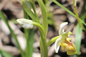 Ophrys polyxo var hypochromatic
