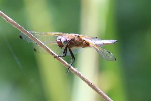 Libellula fulva