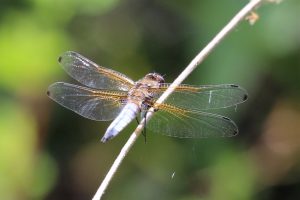 Libellula fulva