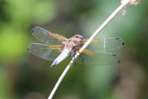 Libellula fulva