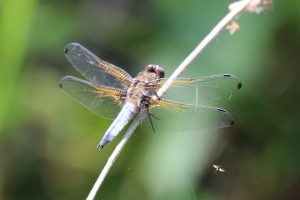 Libellula fulva