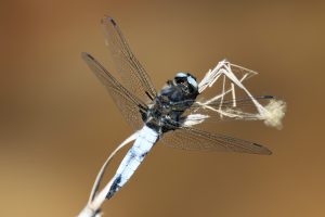 Libellula fulva. Blue Chaser.