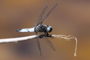 Libellula fulva. Blue Chaser.