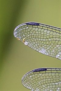 Libellula fulva