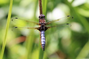 Libellula fulva. Blue Chaser.