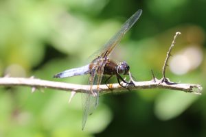 Libellula fulva. Blue Chaser.