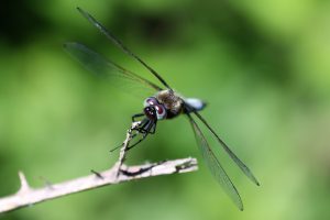 Libellula fulva. Blue Chaser.