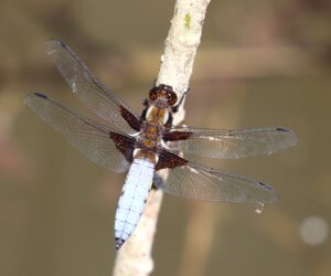 Libellula fulva.