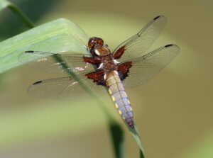 Libellula fulva.