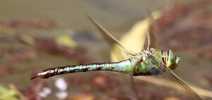 Anax imperator.