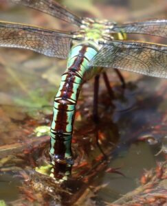 Anax imperator.