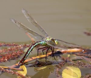 Anax imperator.