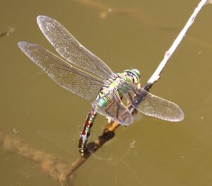 Anax imperator.