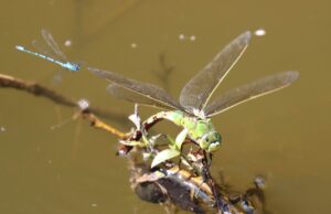 Anax imperator.