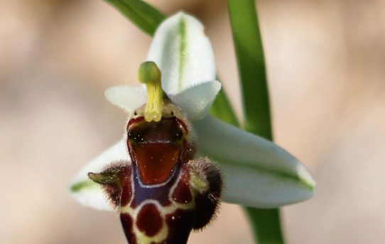 Ophrys oestrifera ssp. oestrifera