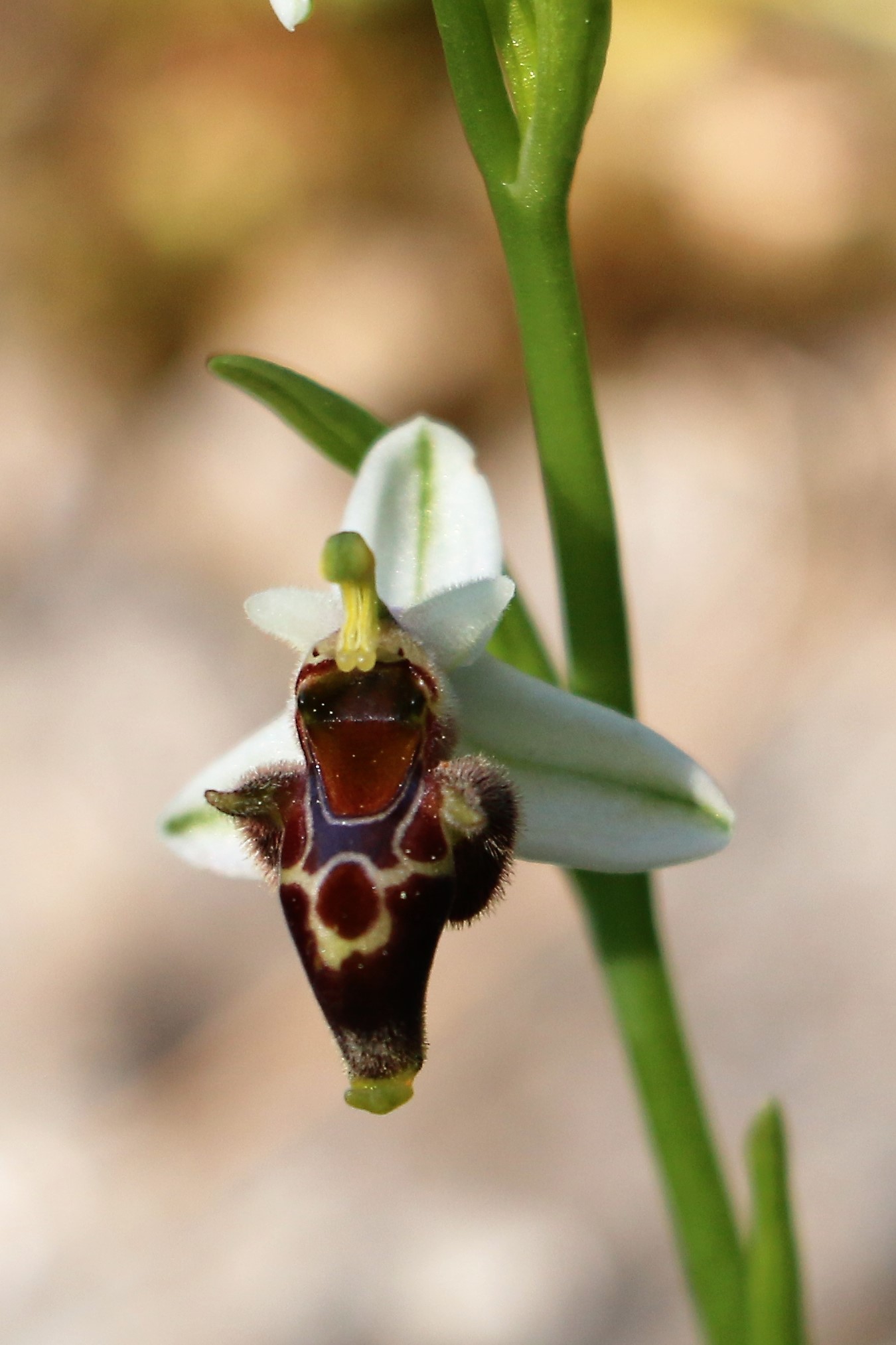 Ophrys oestrifera ssp. oestrifera