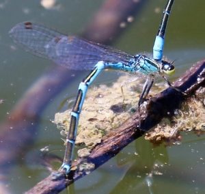 Coenagrion scitulum. Dainty Bluet.