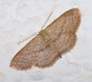 Scopula marginpunctata. Mullein Moth.