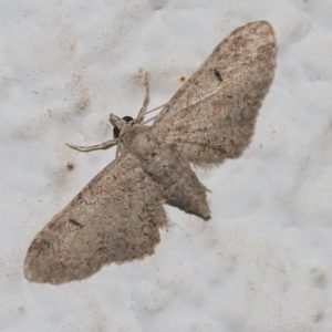 Eupithecia vulgate. Mottle Pug