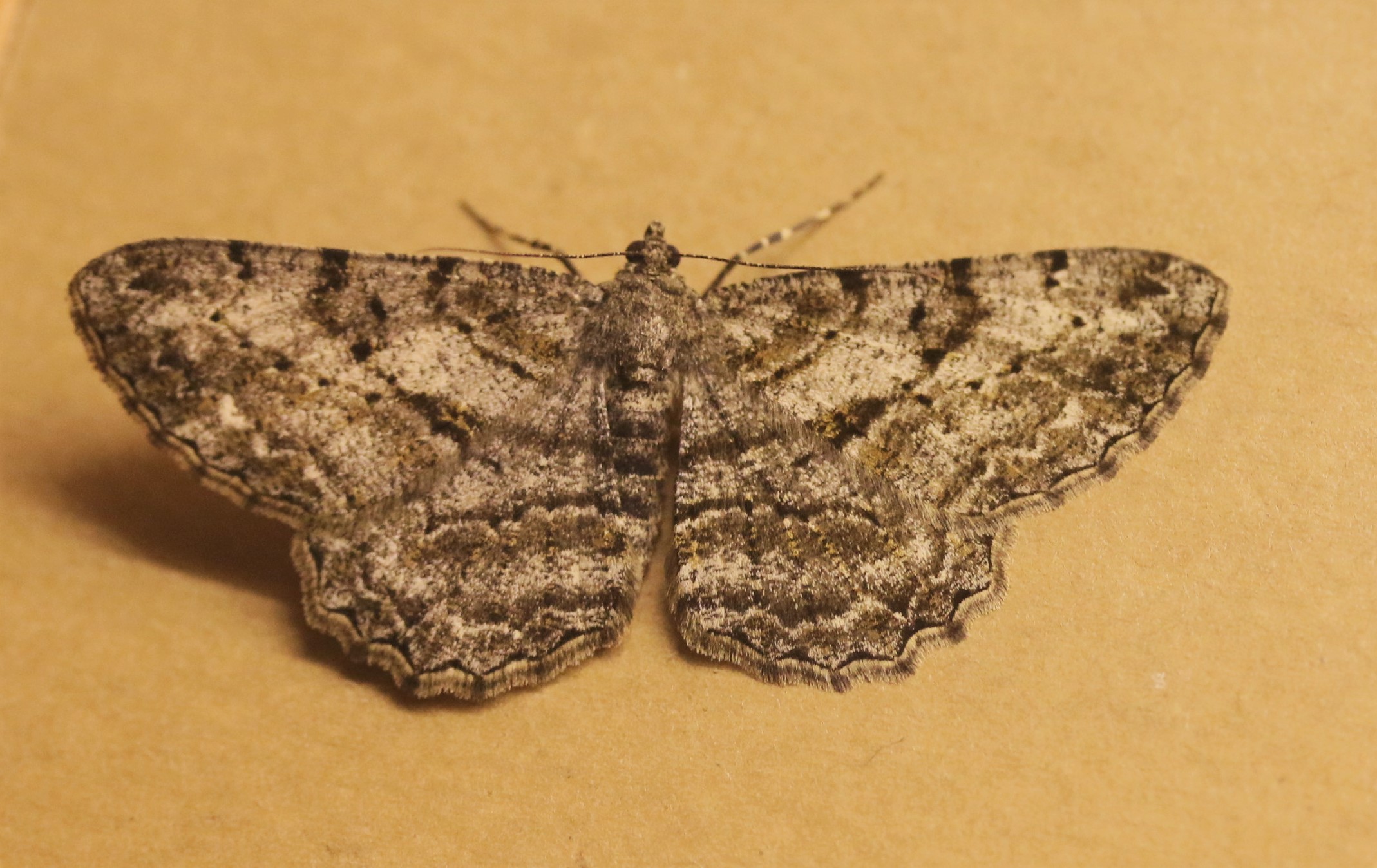 Peribatoides rhombaria. Willow Beauty.